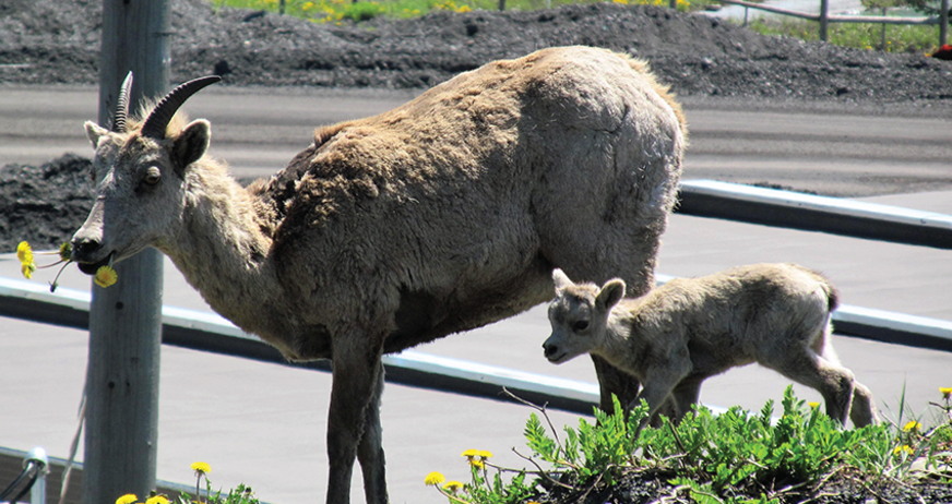 Mountain goat and its young standing near a lush green bush with flowers in an urban setting.